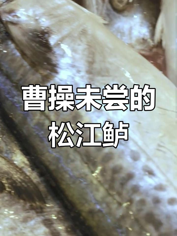 曹操没吃过的松江鲈鱼,现在成保护动物了!