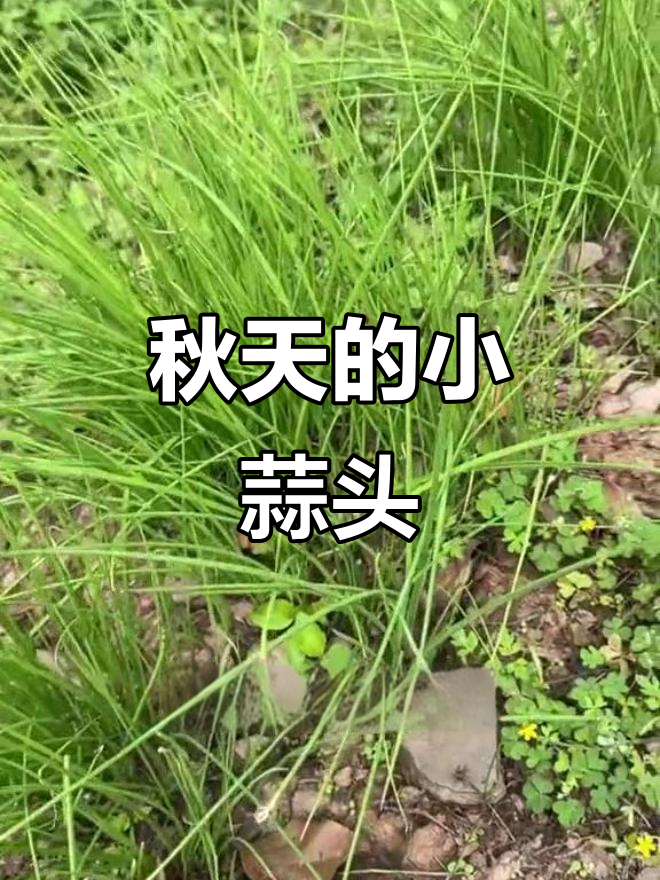 秋季野菜蟹白,像葱又似蒜的独特美味