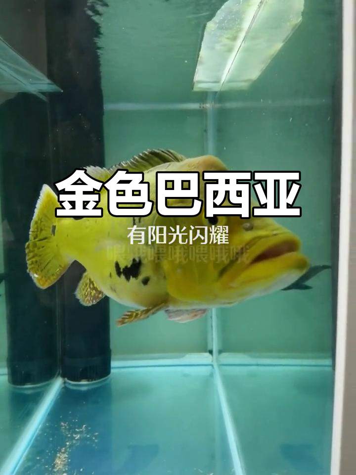 2023年巴西亚鱼成长惊人,四十厘米金色变幻