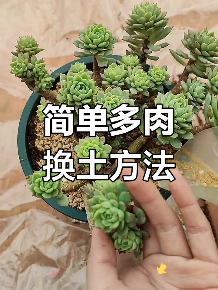 多肉老桩换盆技巧，轻松搞定光照与浇水