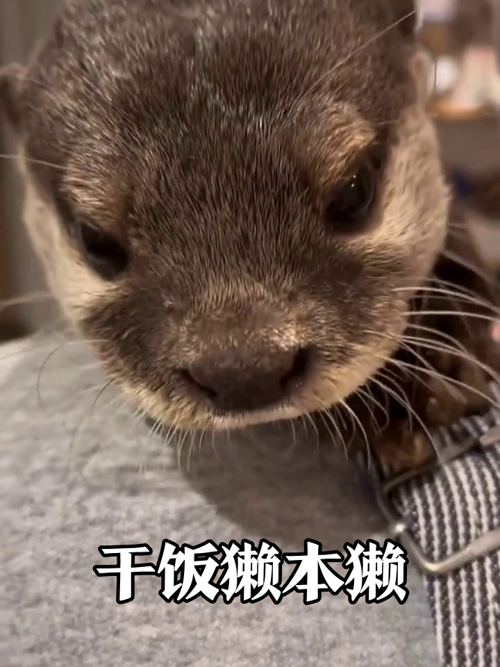 水獭啃鱼太投入!爪子抱鱼不撒手,吃完还吧唧嘴