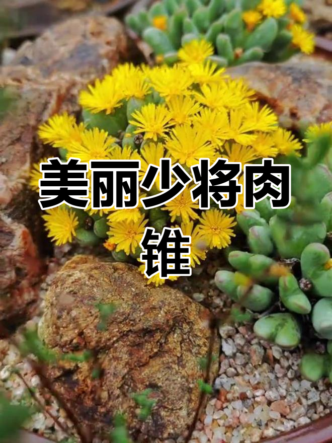 少将肉锥:独特的多肉品种