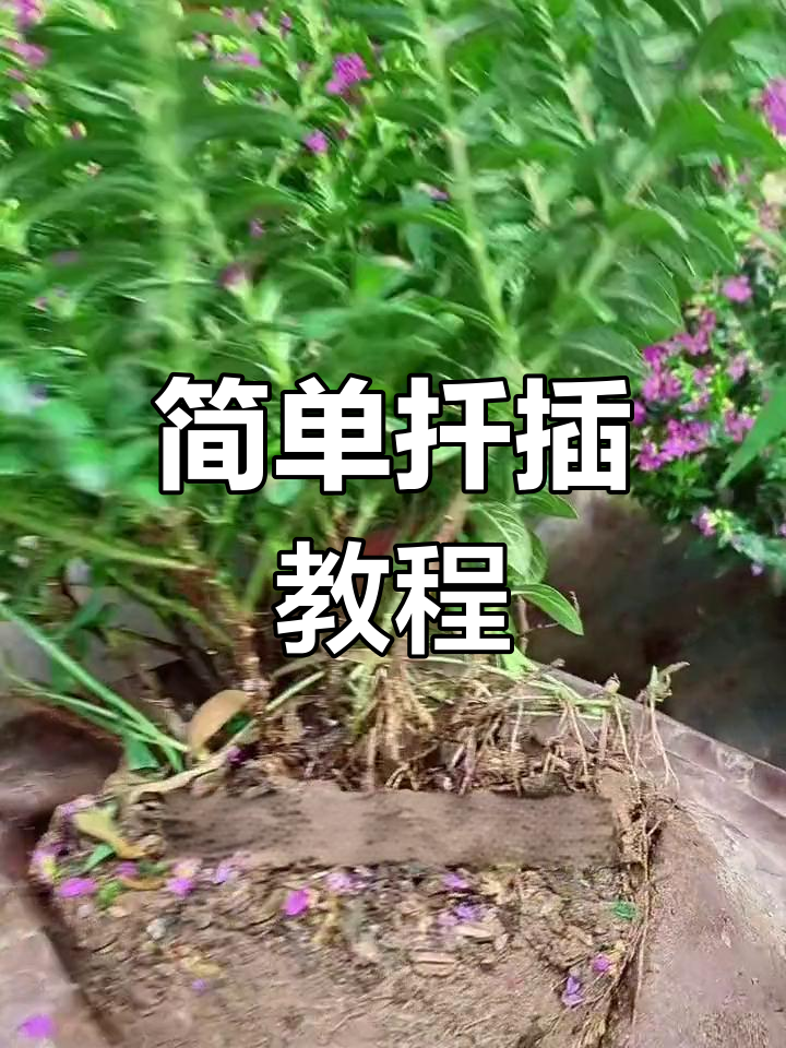 家庭扦插满天星,轻松种植技巧