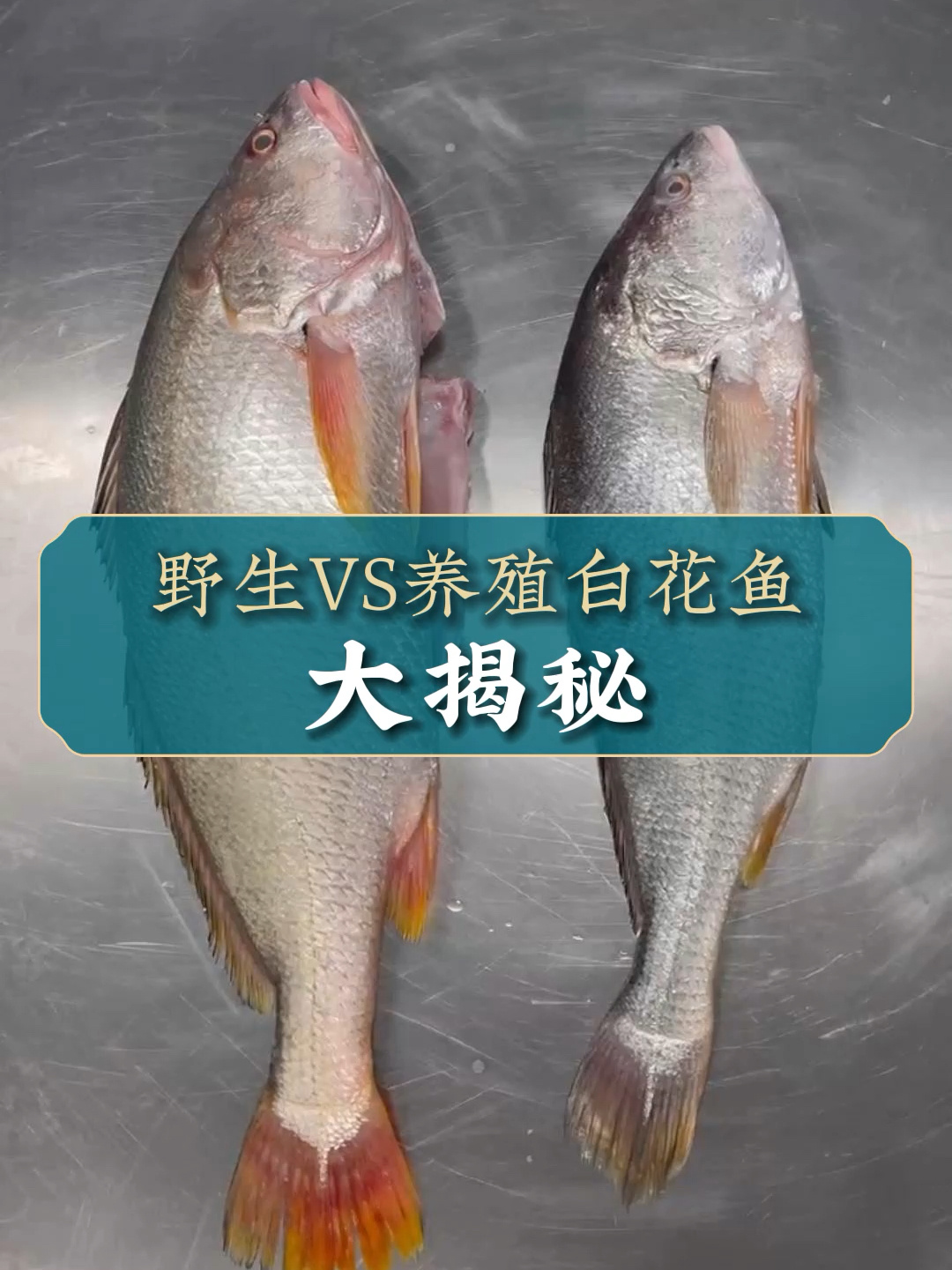 野生VS养殖白花鱼,大揭秘
