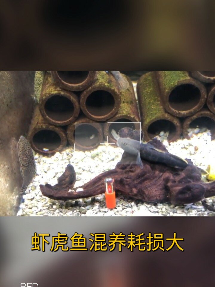 虾虎最好别混养,耗损太大了