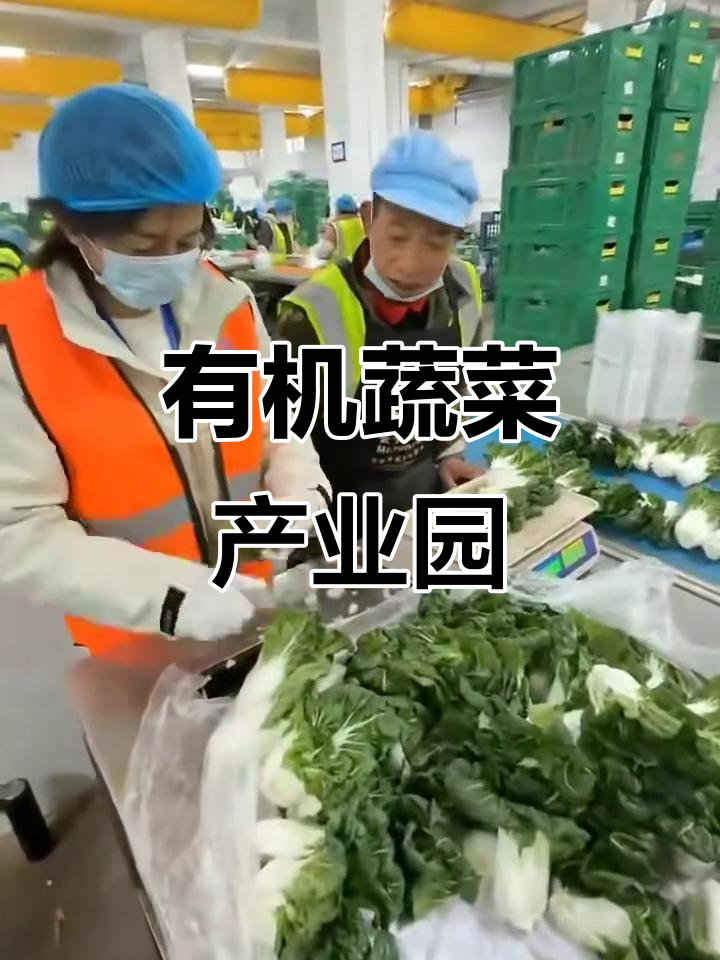 有机蔬菜园招聘,分拣包装工作,待遇优厚