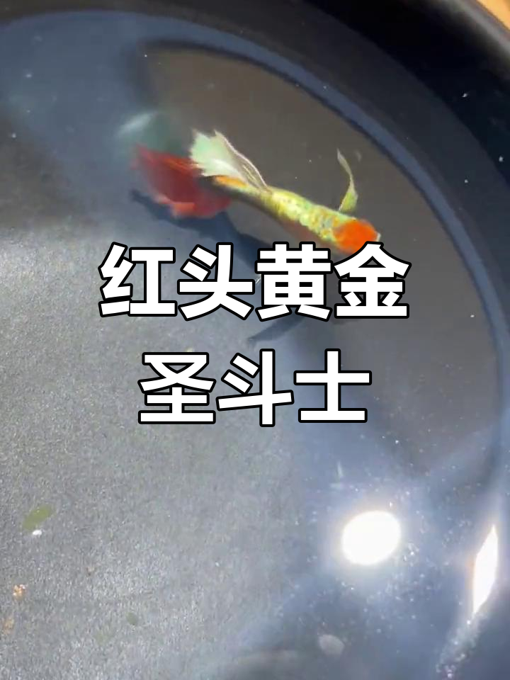 黄金圣斗士孔雀鱼,红头鸥翼惊艳登场