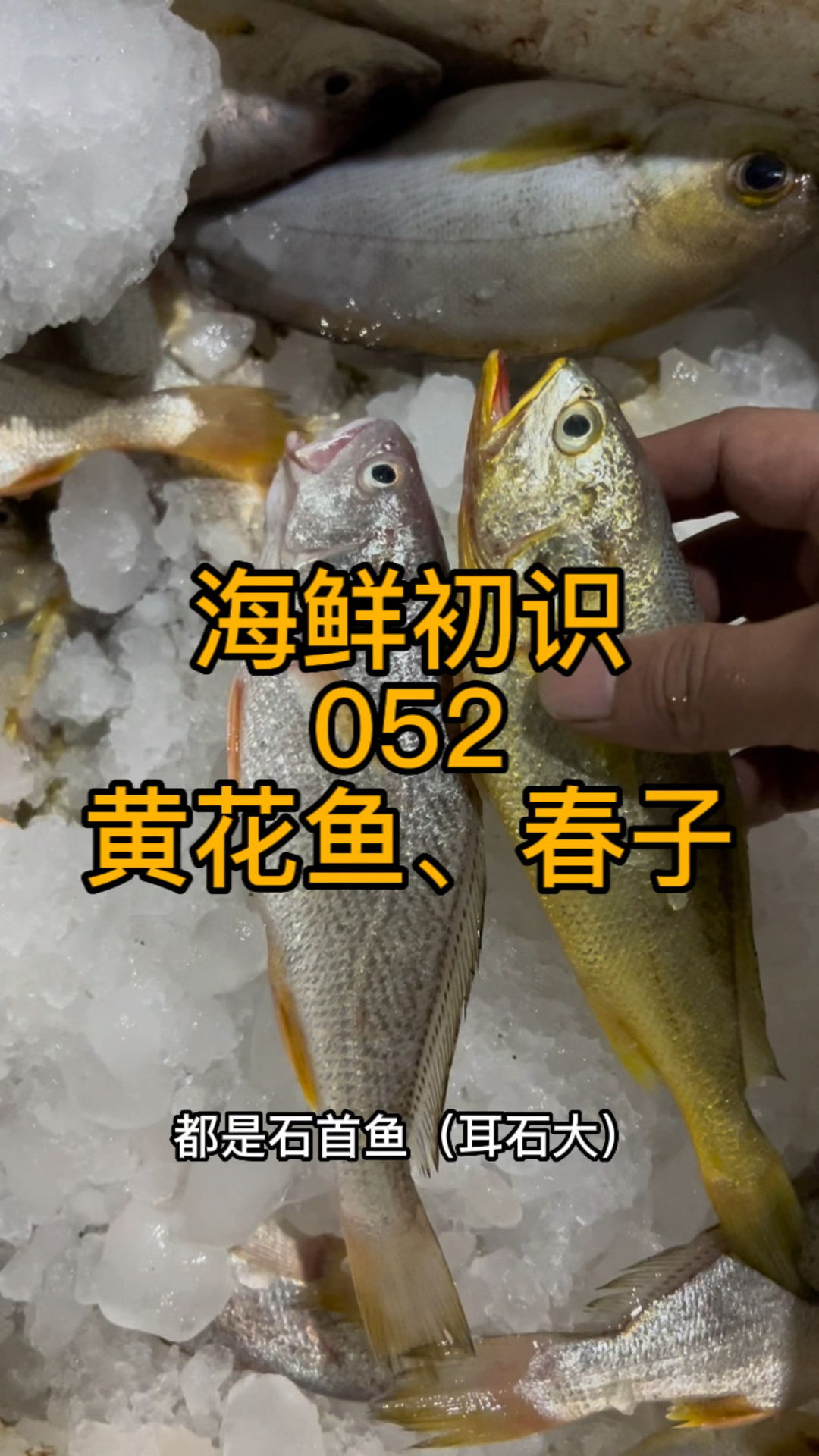 春子鱼黄姑鱼和黄花鱼的对比视频来了