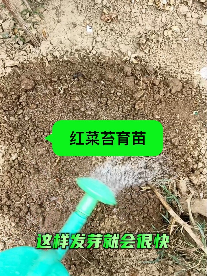 红菜苔怎样发芽更快