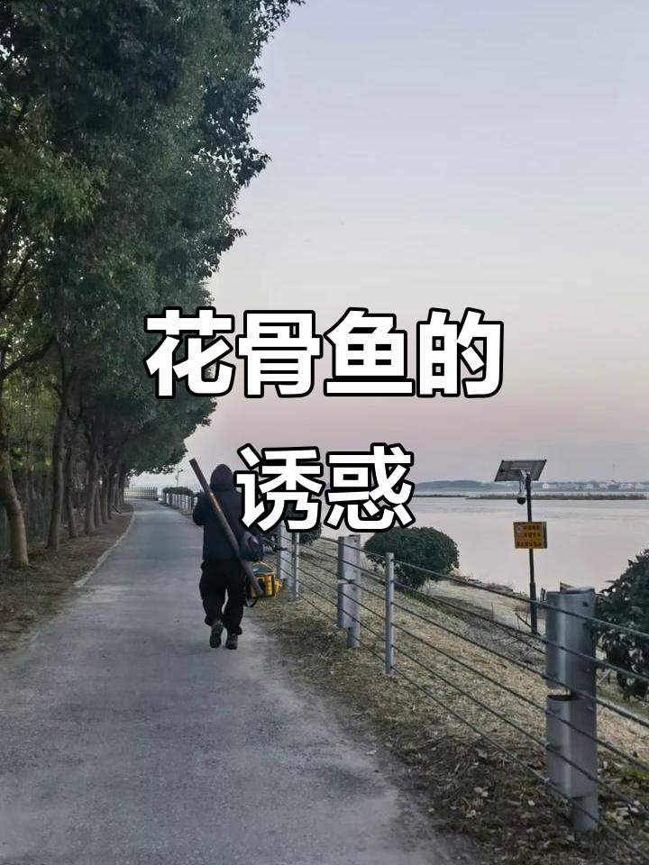 花骨鱼鲜嫩无比，营养丰富，用虾诱钓能轻松捕获大个体