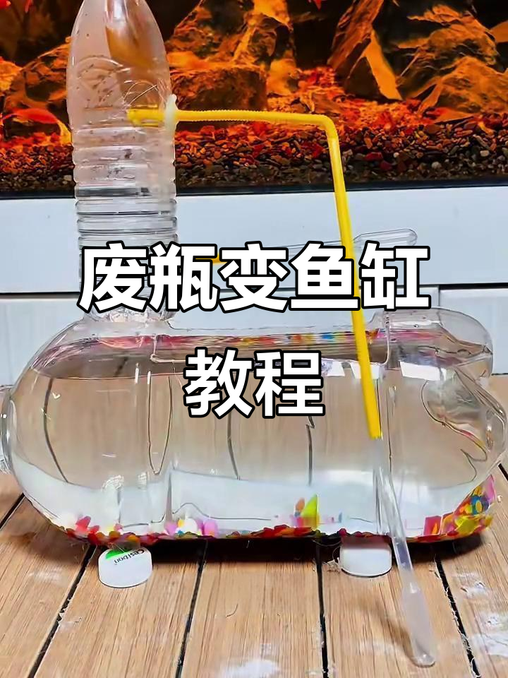 利用矿泉水瓶打造生态鱼缸,简单又环保