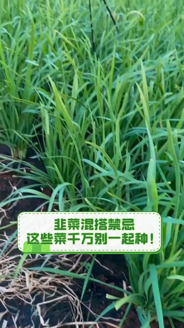韭菜混搭禁忌,这些菜千万别一起种!