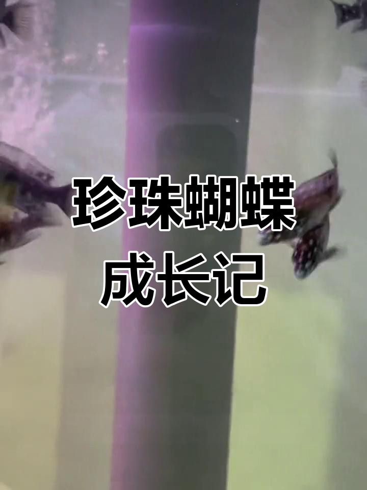 坦噶尼喀湖珍珠蝴蝶:从黑色幼鱼到白色宽带成体,素食习性揭秘