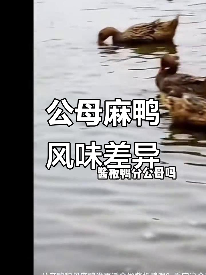 公母麻鸭口感大不同,腌制技巧全揭秘