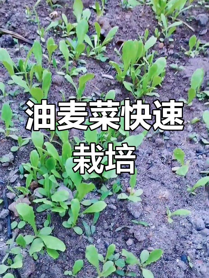 油麦菜种植法:松土、浇水,3-4天发芽