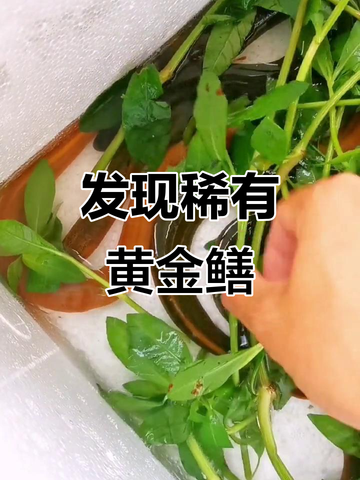 三斤黄鳝中发现罕见黄金鳝,通体金黄色无斑,适合当宠物养