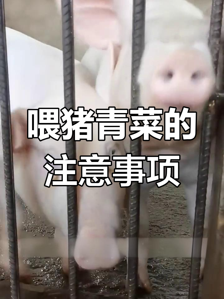 喂猪时青菜要注意什么?避免过量和中毒风险