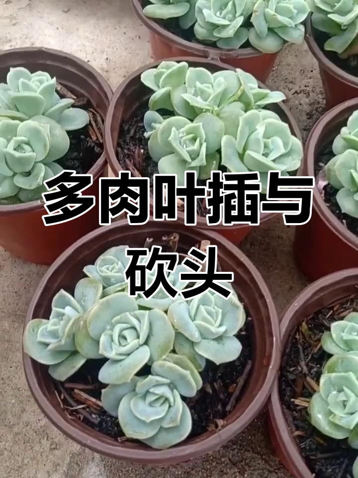 多肉植物叶插与砍头繁殖技巧,轻松培育可爱玫瑰