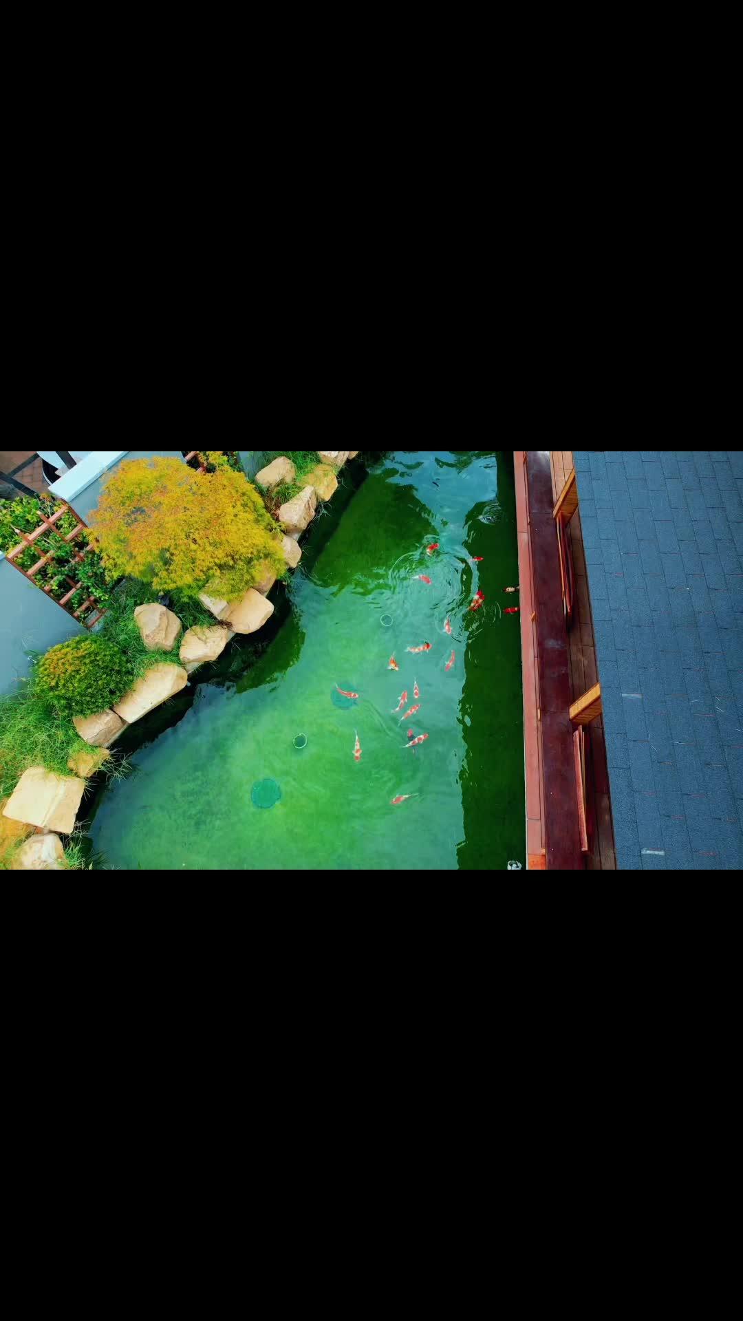 秀气的庭院鱼池,没有过大的华丽的装饰,一样很美。庭院鱼池 鱼池过滤 鱼池设计 鱼池施工 鱼