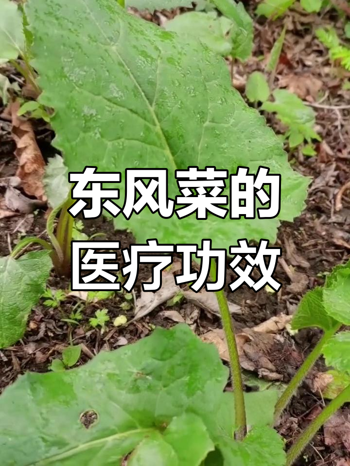 东风菜:菊科植物的药用与食用价值