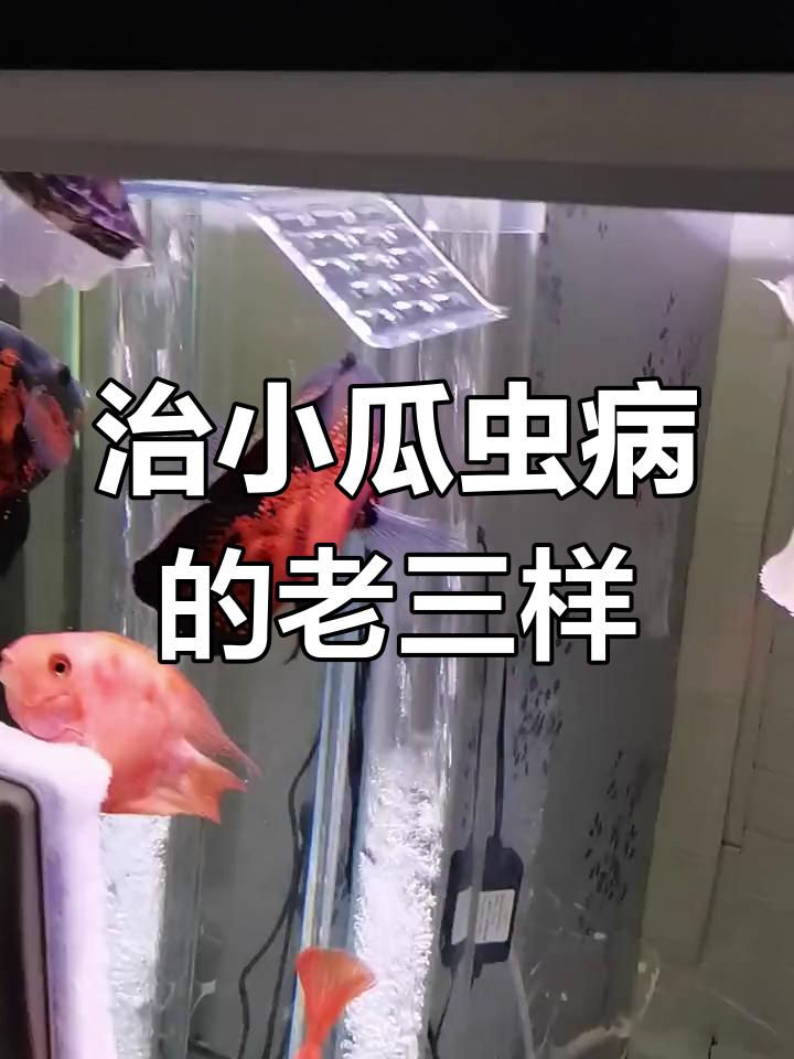 小鱼白点病治疗:升温、换水、下盐,黄头王八蛋也遭殃了