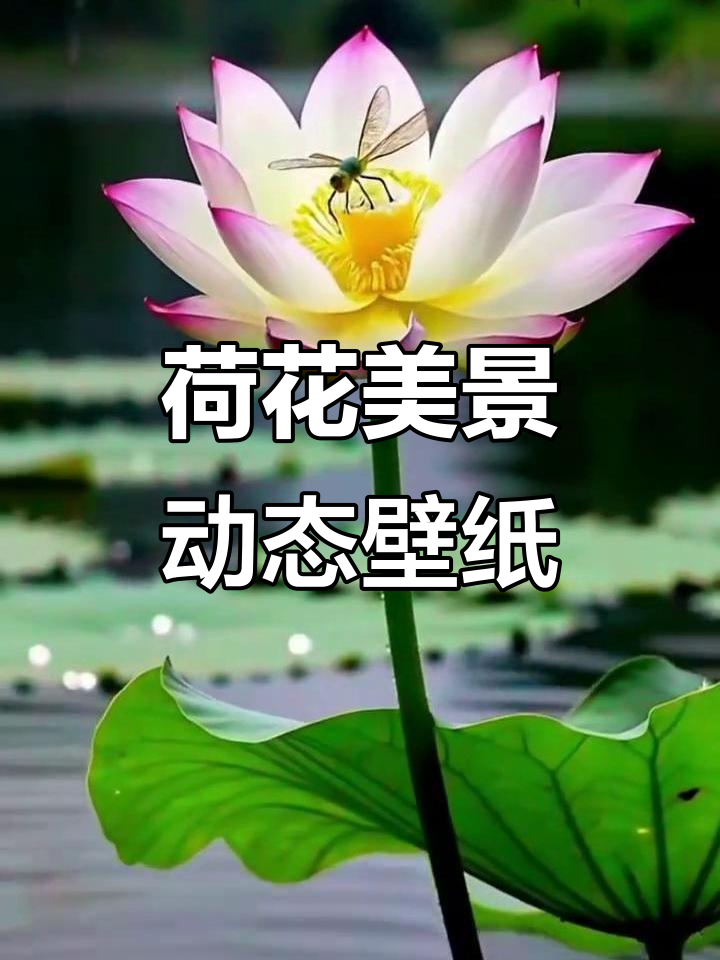 荷花动态壁纸，美丽荷塘景色尽显