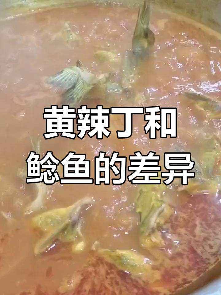 角角鱼与黄辣丁的奇妙关系