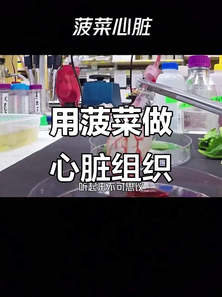 菠菜竟能培育心脏组织,血管与血液系统同步运作