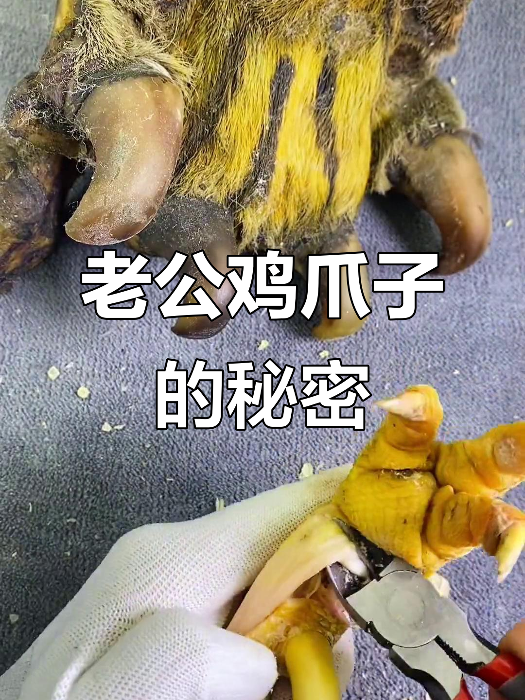 这只老公鸡的爪子到底有多老？扒皮抽筋后竟然这么美！