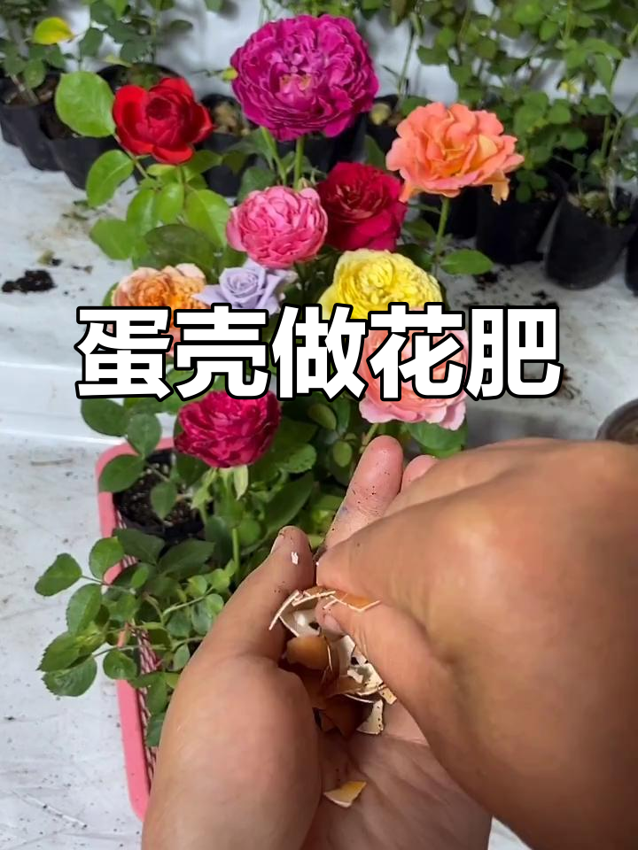 鸡蛋壳变肥料,促进花卉生长小妙招