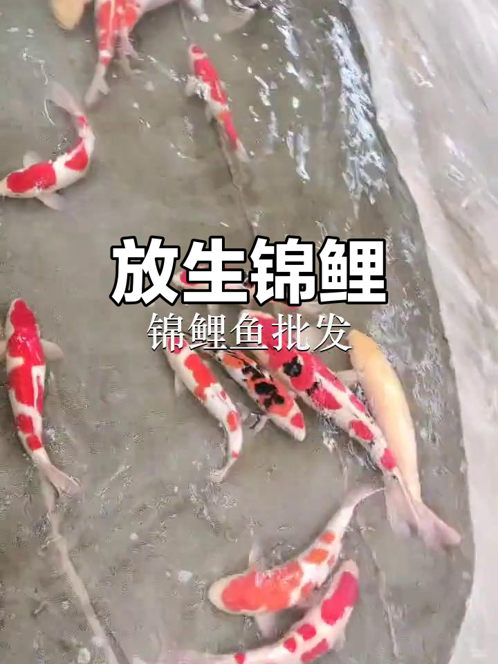 佛山锦鲤放生,普宁鱼苗迎来新生