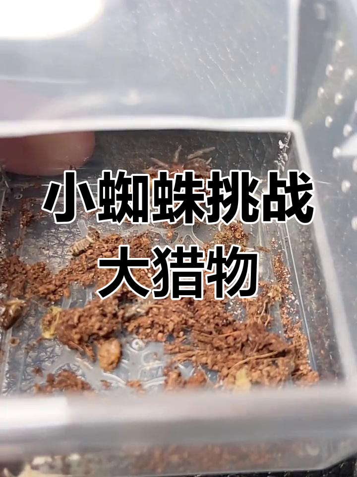 哥斯达黎加老虎尾捕鸟蛛与面包虫的激烈对决,幼体展现惊人猎食能力