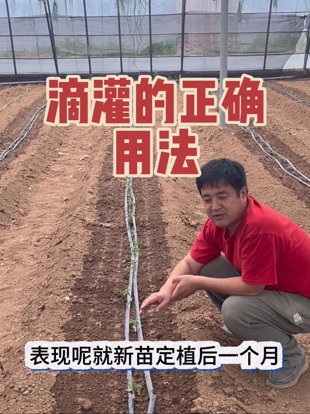滴灌带的正确用法 蔬菜种植 蔬菜种植技术 病虫害防治 农业技术推广