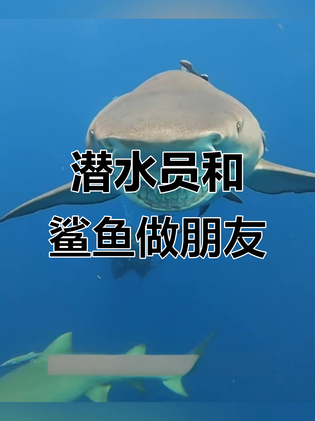 潜水员与鲨鱼成朋友,竟能一起游泳!