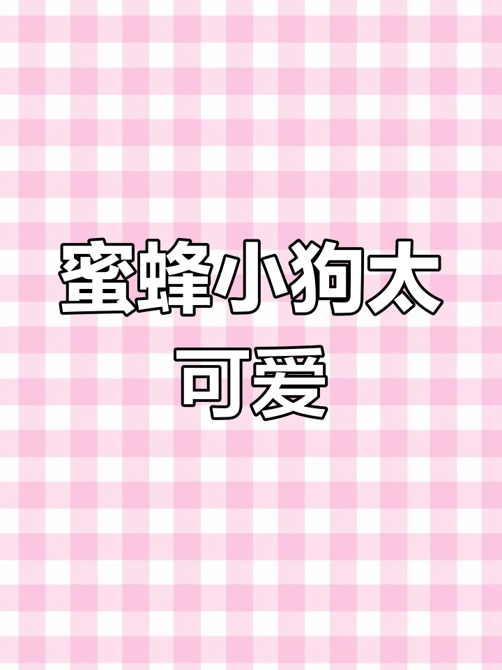 2月20日,男子偶遇蜜蜂小狗表情搞笑心疼