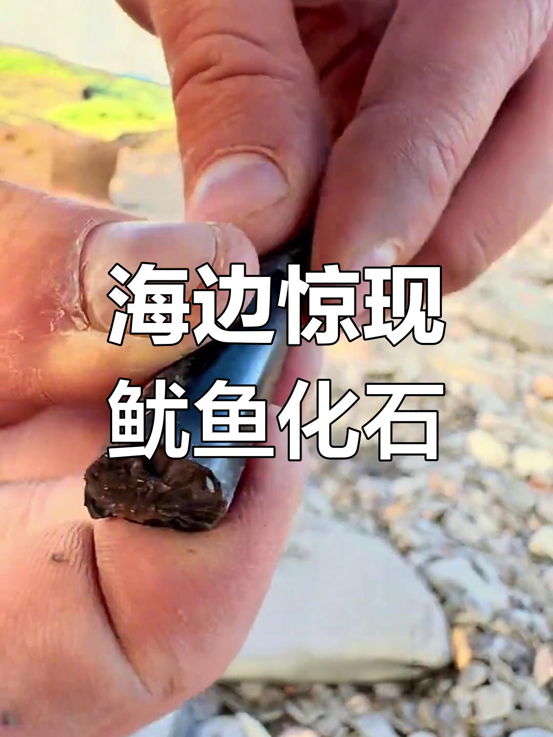 海滩发现远古鱿鱼化石,形状像子弹让人惊讶