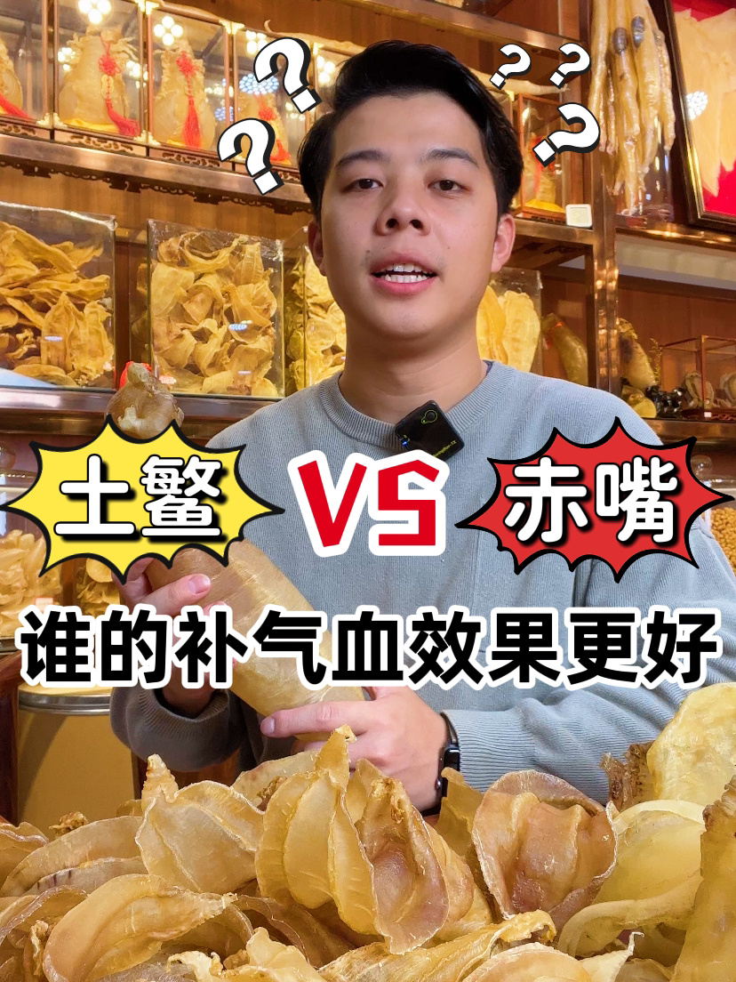 快来看!土鳘和赤嘴谁的补气血效果更好
