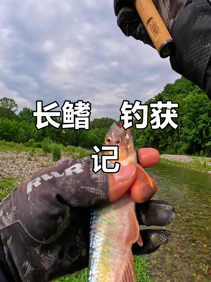 溪流狩猎大作战,长鳍鱲频频上钩!赤焰蚊新饵效果惊人