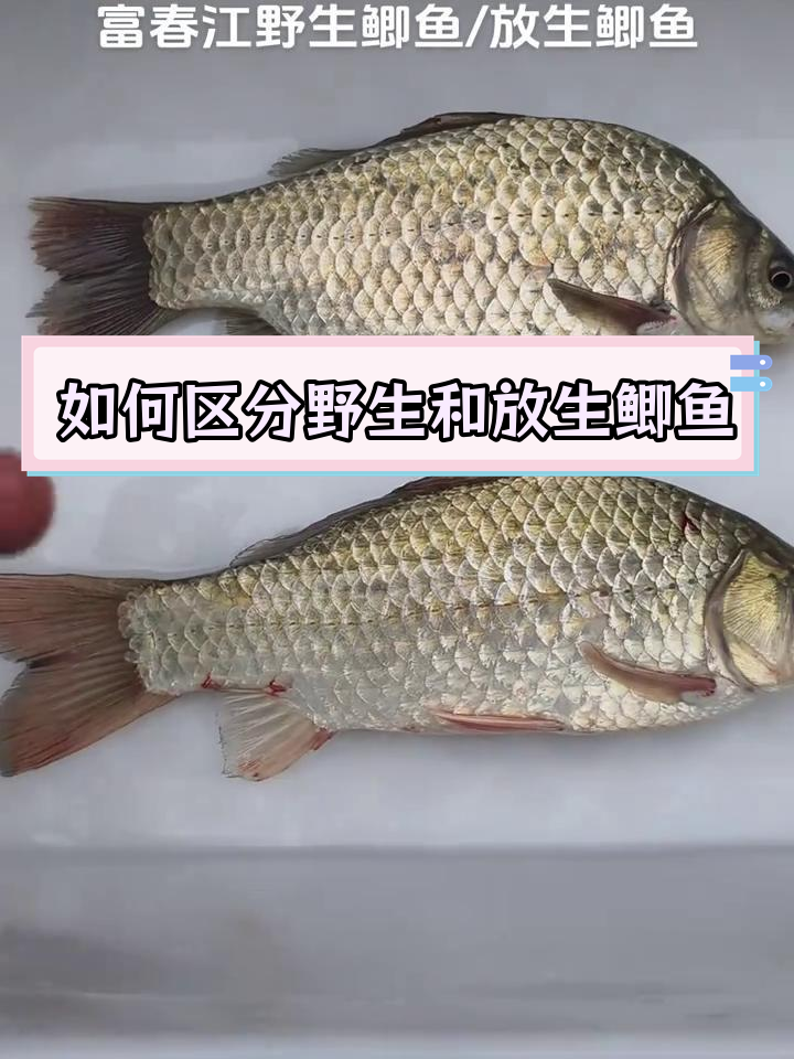 富春江野生鲫鱼与放生鱼的辨别技巧