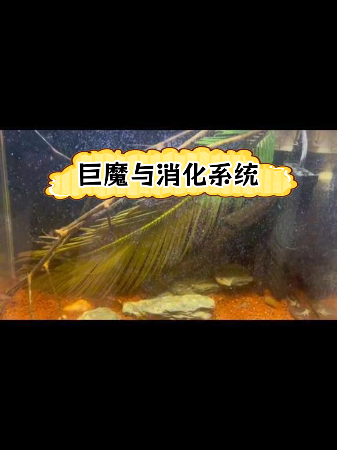 鱼缸壁上的白色附着物是什么?对水质有益吗?