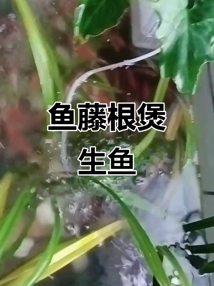 鱼藤根与野葛菜的神奇功效,煲生鱼汤让你醉享美味
