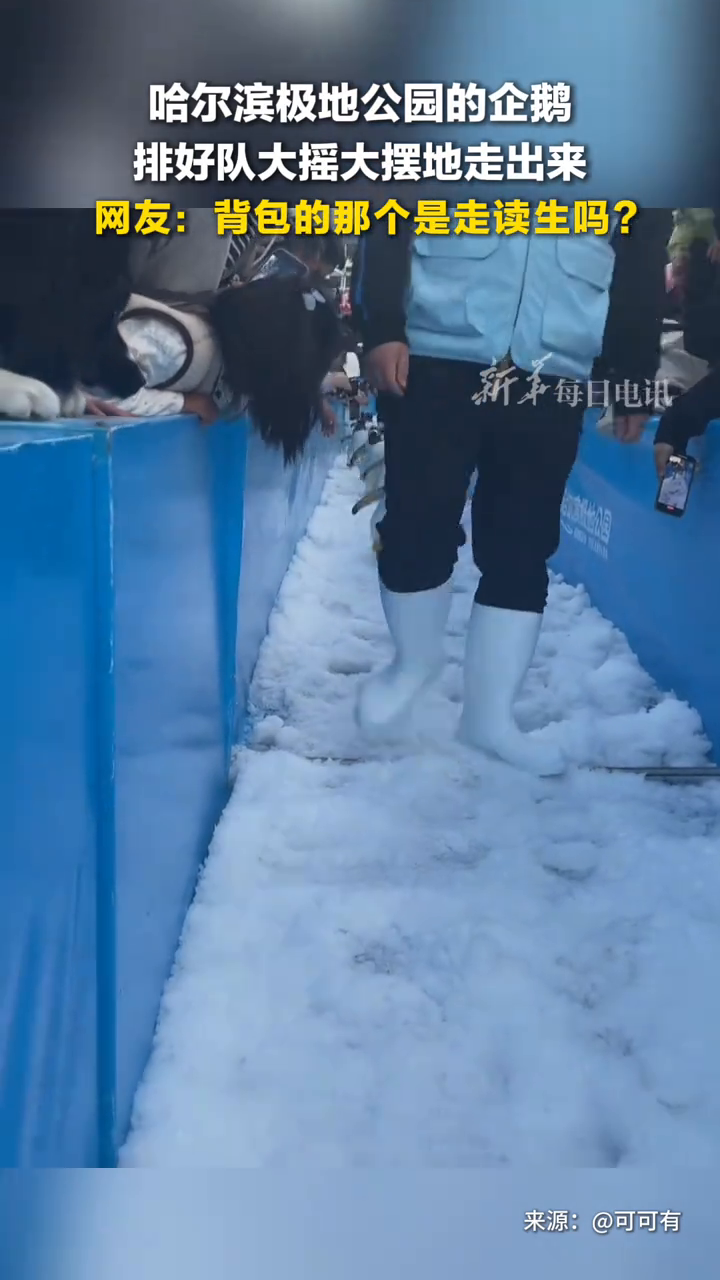哈尔滨极地公园的企鹅 排好队大摇大摆地走出来