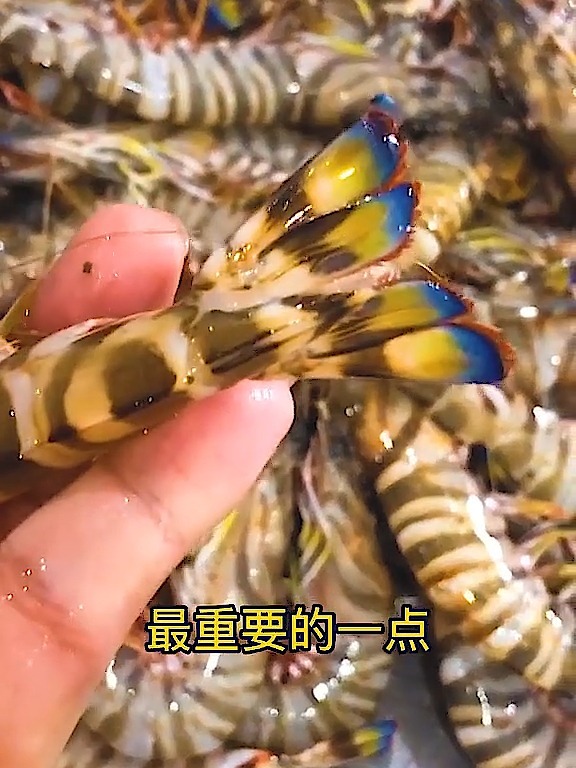 彩色尾巴的就是竹节虾哦,非常容易区分的