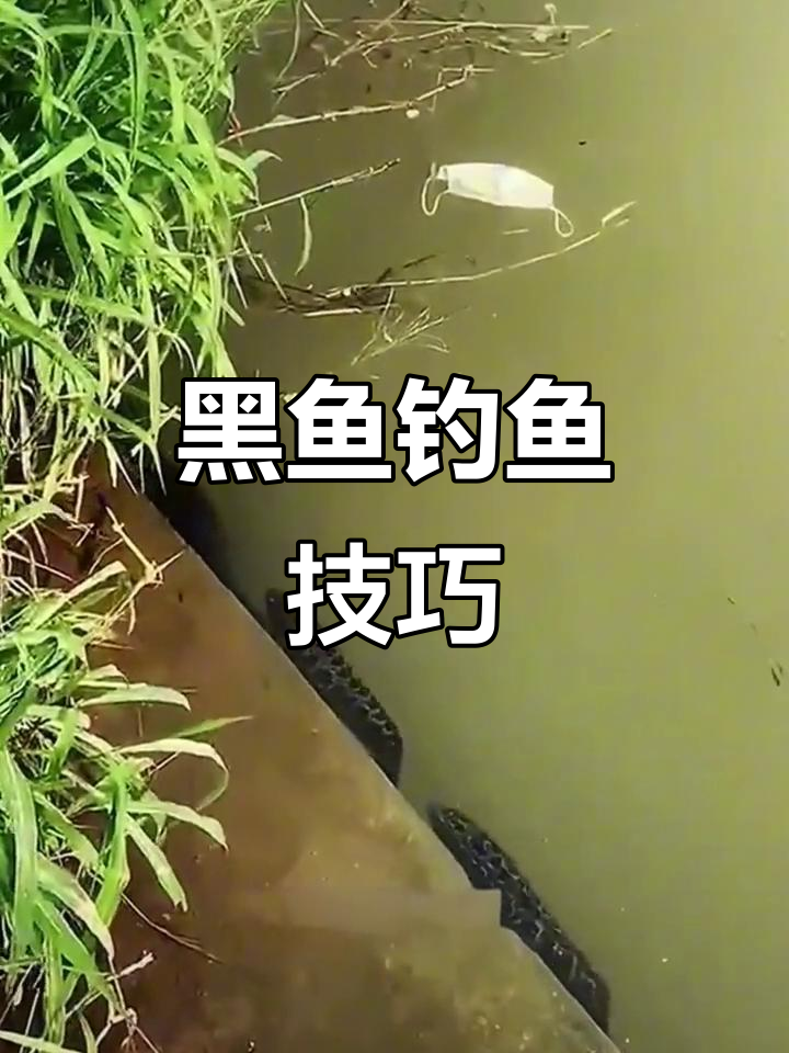 野钓黑鱼技巧大揭秘:如何选择最佳时机和地点