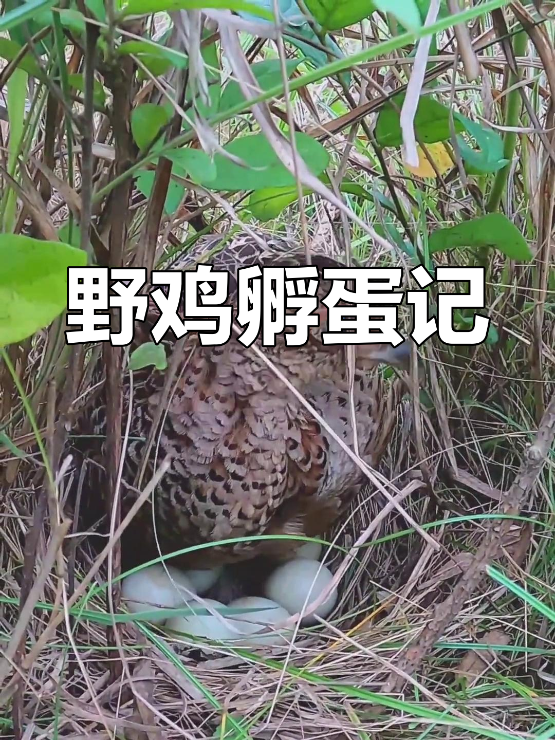 初夏,野鸡孵化期长达24天,耐心等待新生命的降临