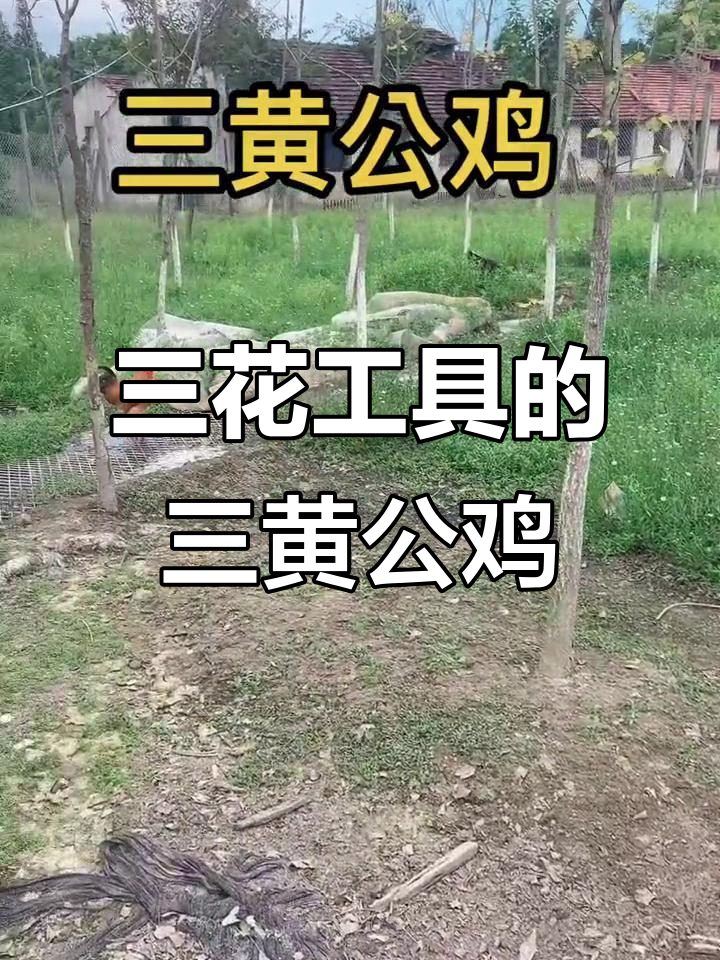 三黄公鸡的美丽与独特,生态散养土鸡的品质保证