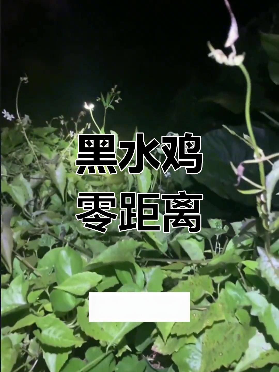 夜晚近距离观察野生黑水鸡,文明观赏不惊扰