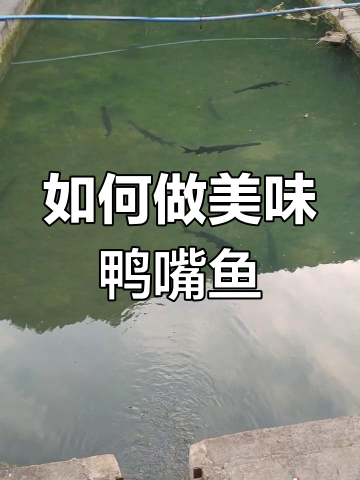 遵义鸭嘴鱼的做法大揭秘