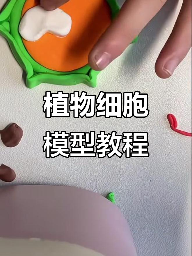 初一生物实验:制作植物细胞模型,详细步骤全解析