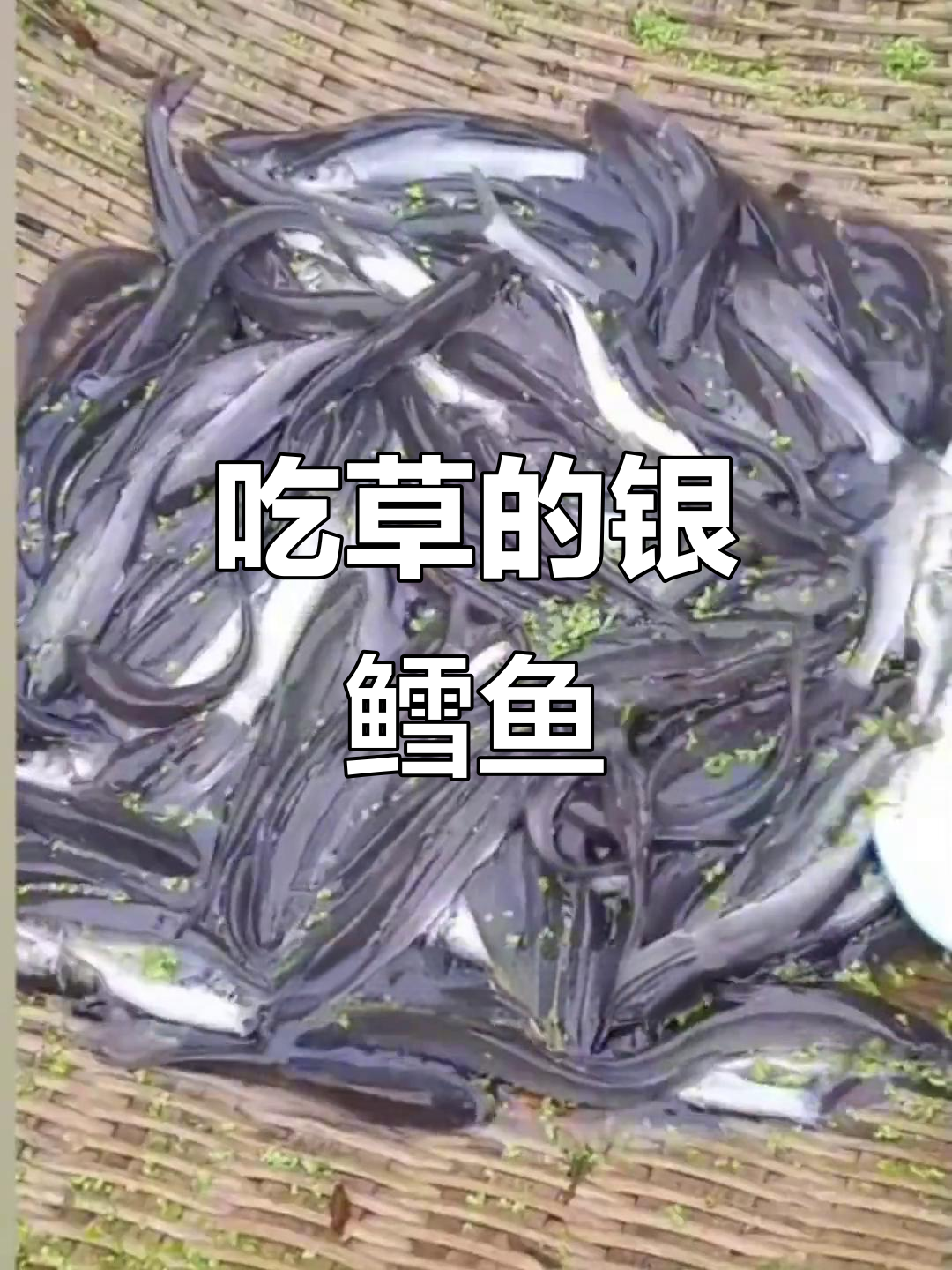淡水银鳕鱼:吃草长大的巨型美味,最大能长二十斤!